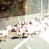 도로에 쏟아진 돼지 130마리...드러누워 ‘쿨쿨’ 낮잠도