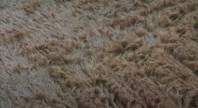 태평저수지에서 물을 공급받아 재배한 벼들이 웃자라 쓰러진 모습. 포항시 제공