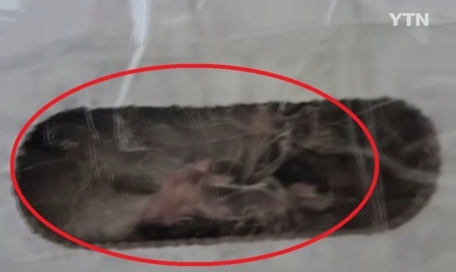 김치 상자 안에 살아 있는 쥐. YTN 캡처