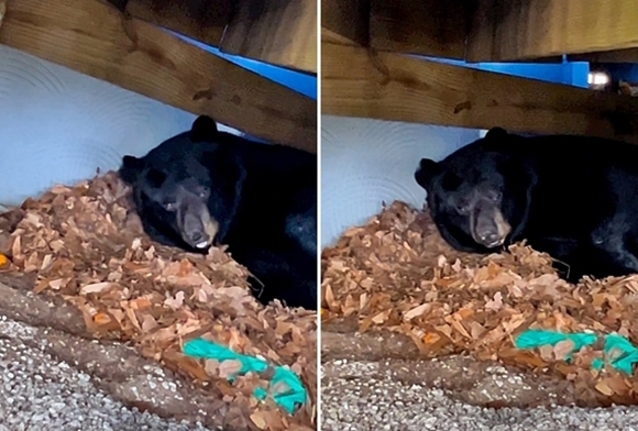 12월 30일 미국 코네티컷주 하트퍼드 카운티 플레인빌에 거주하는 비니 다슈크위치의 집 뒷마당에서 겨울잠에 빠진 거대 흑곰이 발견됐다. 2022.12.30  인스타그램