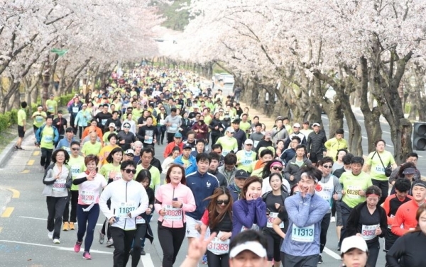 경주벚꽃마라톤대회 참가자들이 벚꽃이 만개한 경주 도심을 달리고 있다. 사진은 2019년  대회 모습.