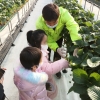 강남구 “스마트팜에서 싱싱한 딸기 따세요”