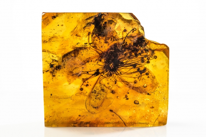 나무의 진액 속에 꽃이 갇혀 만들어진 호박 화석. 독일 베를린자연사박물관 제공
