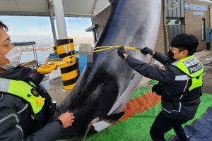 속초 해상서 발견된 ‘바다의 로또’ 밍크고래