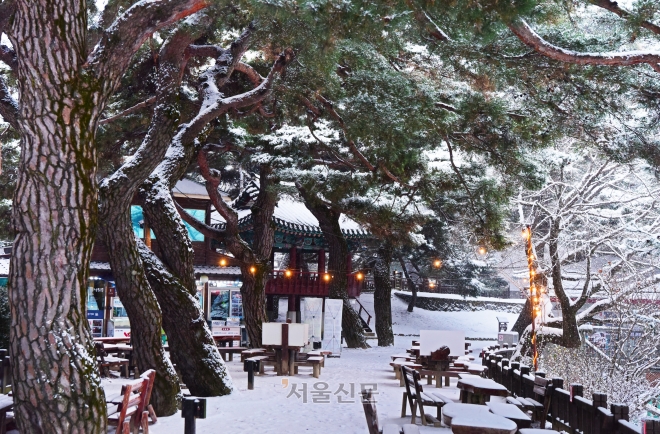 명승으로 지정된 제림.