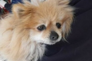 공항에 버려진 유기견 ‘덩이’… 번아웃된 날 일으켜세웠다