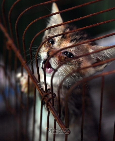 한 동물보호시설에 유기됐다가 포획된 고양이가 케이지에 갇혀 있다. 기사와 직접적인 관련 없음. 박윤슬 기자 seul@seoul.co.kr.