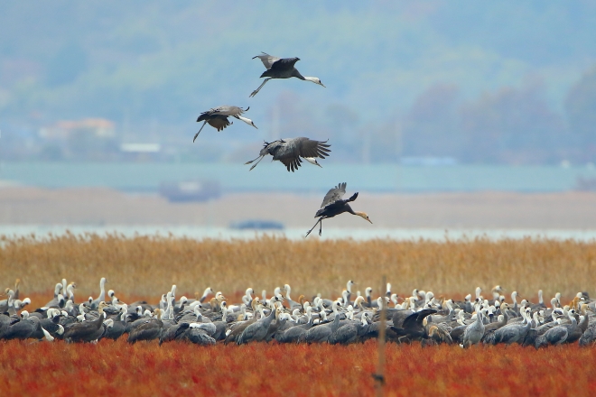 순천만에 있는 흑두루미