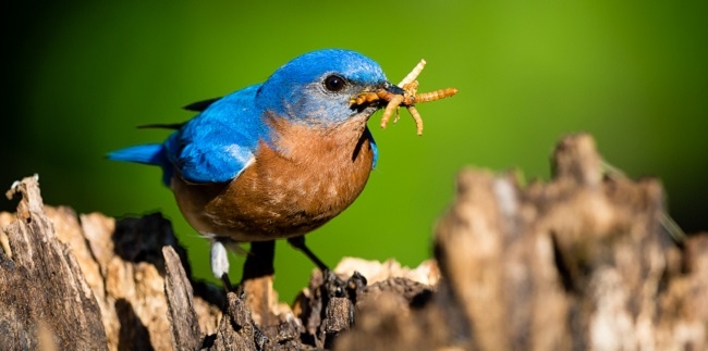 최근 생물학자들이 ‘일찍 일어나는 새가 먹이를 잡는다’는 격언이 틀렸다는 연구 결과를 내놨다. 일찍 일어나는 부지런한 새보다는 늦게 일어나더라도 똑똑한 새가 생존에 유리하다는 것이다. 네이처 제공