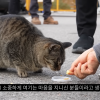 “고양이만 소중한 캣맘에게” 새덕후 영상에… 동물단체 “혐오 조장” [넷만세]