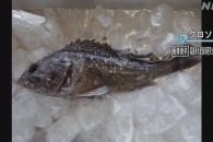 ‘방사능 생선’ 또 잡혔다…후쿠시마 오염수 방류 ‘공포’
