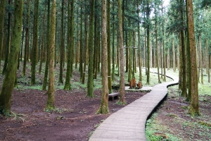 몽환적인 삼나무숲 절물자연휴양림… 국립자연휴양림중 이용 …