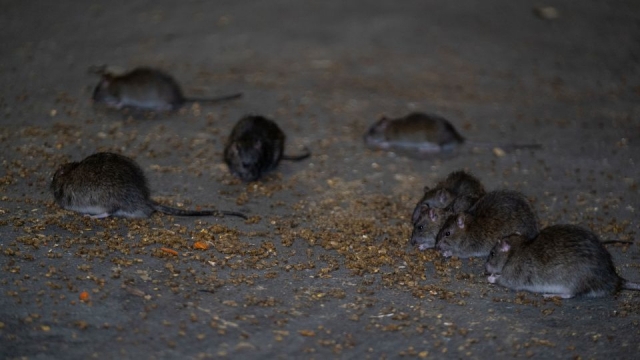 뉴욕시의 한 거리에 쥐들이 떼지어 모여 있다. CNN