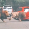 사파리 수사자끼리 싸우다 관람객 자동차로 돌진 ‘쿵’(영상)