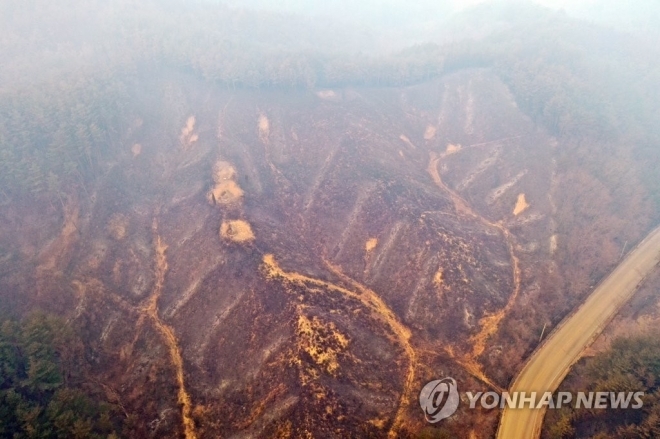 울진 산불 피해 현장.  울진은 지난해 3월 발생한 산불로 1만 4140㏊(축구장 2만 182개 규모)의 산림 피해가 발생했다.