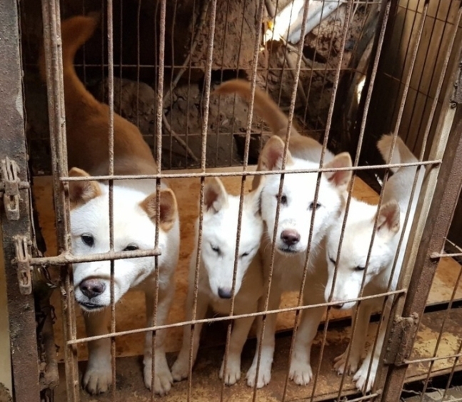 12일 오후 광주 북구 한 폐쇄를 앞둔 개농장에서 입양되지 못한 개들이 철장에 갇혀있다. 2022.12.12. 광주시동물보호소 제공