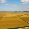 쌀 생산 줄인다고 수확량 많은 벼 퇴출… 농민들 “탁상행정” 반발
