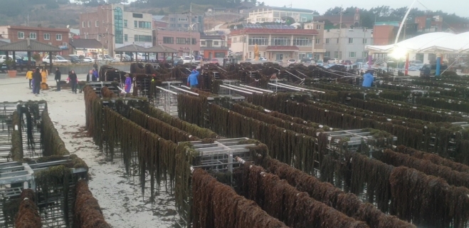 추자도 주민들이 참모자반을 양식해 키워 말리고 있다. 제주도 해양수산연구원 제공