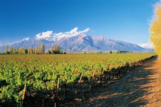 칠레 고급 와인을 견인하고 있는 푸엔테 알토 지역. 비냐 콘차이토로 제공