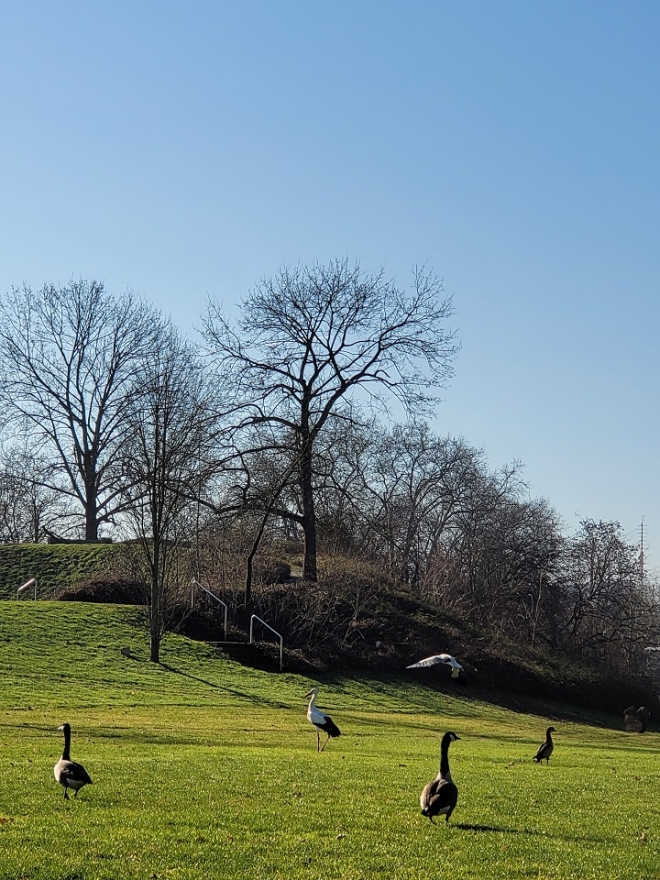 독일 만하임 박람회장을 날아다니는 천연기념물 황새