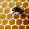 꿀벌 집단 실종 진범은 ‘방제제’