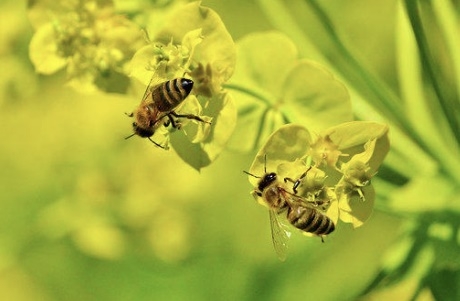 꿀벌 자료 사진. 픽사베이