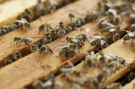 양봉 농가 벌통에서 움직이고 있는 꿀벌들. 픽사베이 제공