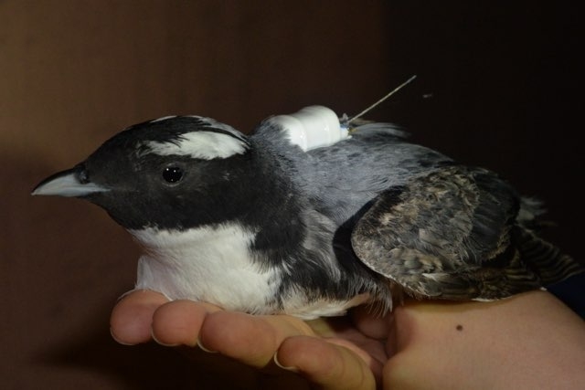마라도에 서식하는 뿔쇠오리가 날개를 다쳐 붕대로 감싸져 있다. 한국조류보호협회 제공