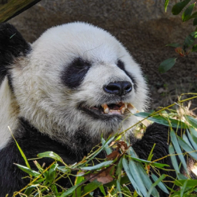 미국 동물원에서 돌연사한 중국 판다 러러. 출처: 멤피스 동물원 홈페이지