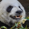 美 동물원서 판다 곰 ‘러러’ 돌연사…골깊어진 미중 갈등