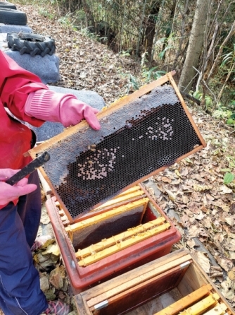 2022년 11월 전북 부안군 행안면 한 양봉 농가에서 꿀벌이 집단 폐사해 벌통 300군 중 280군이 비어 있다. 독자 제공