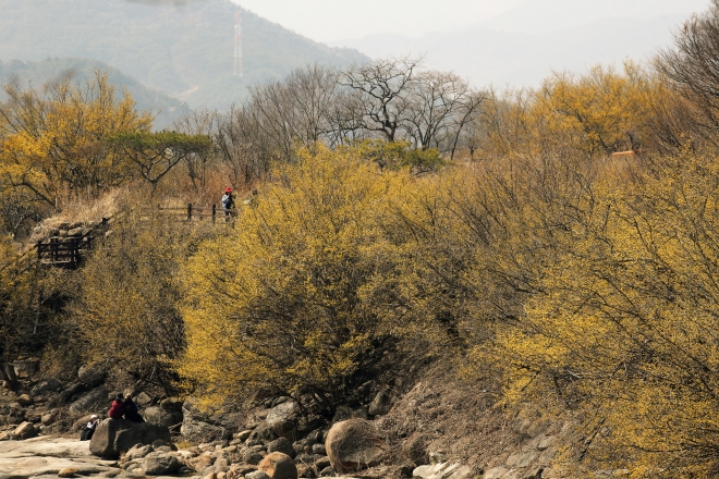 전남 반곡마을에 산수유꽃 활짝