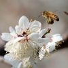 ‘실종’ 꿀벌 살리는 첨단 농업의 힘… 원원여왕벌 150마리 첫 증식 [이토록 멋진 농업]