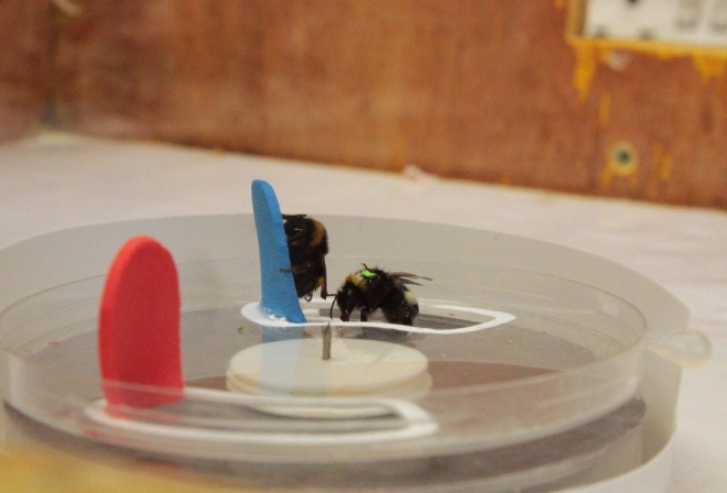 꿀벌이 퍼즐을 풀어 설탕물에 접근하도록 하는 실험 장면. 영국 런던 퀸 메리대 제공