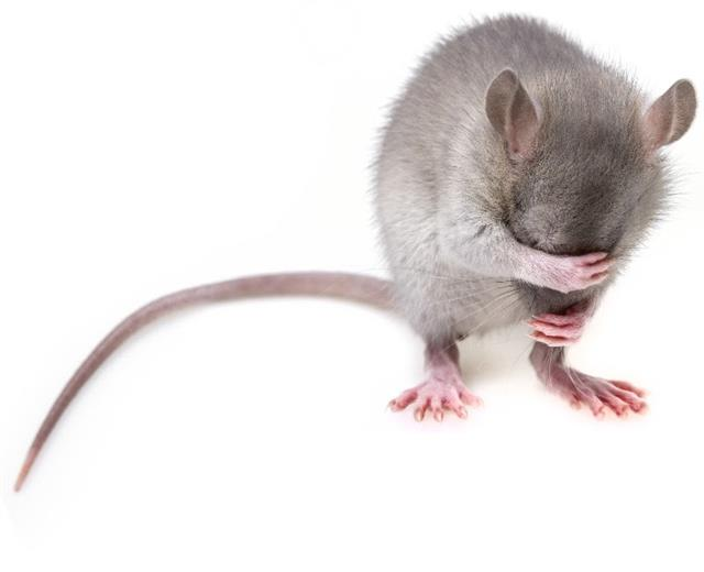난자없이 실험실 세포 배양으로 쥐를 만드는데 일본 규슈대 연구팀이 성공했다. 서울신문 DB