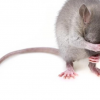 日 수컷 쥐 난자 생성 성공… 새 불임 치료 방법 열리나
