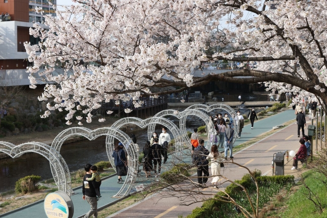 지난해 서울 은평구 벚꽃축제에서 시민들이 불광천 벚꽃길을 걸으며 봄을 만끽하고 있다. 은평구 제공