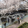 3년만에 마스크없는 봄…서울 전역 축제 준비 한창