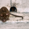 코로나19 변이 감염된 쥐 발견…인간 전파 가능성 우려도