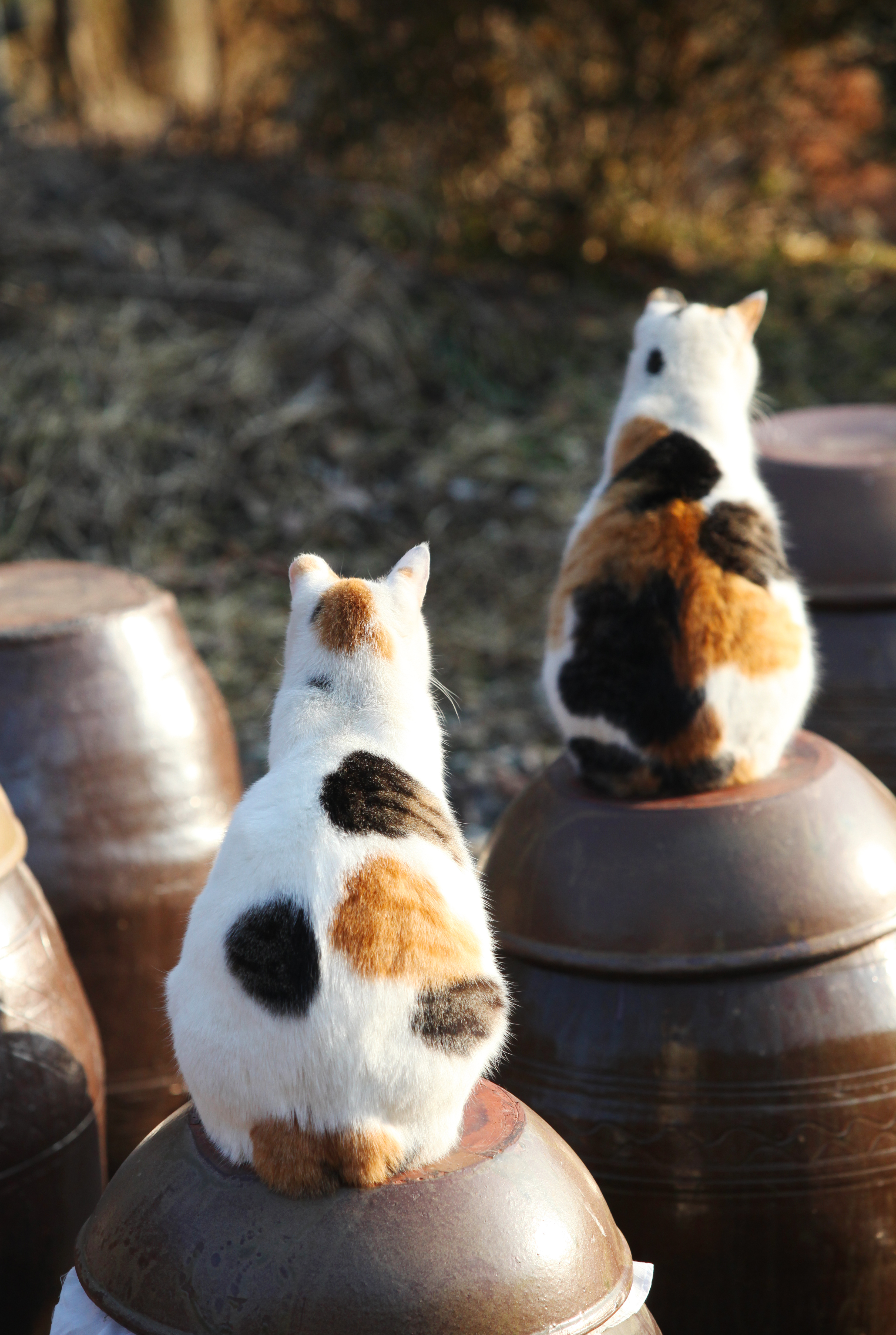 이용한의 절묘(猫)한 순간들] 삼색이 뒷모습이 '아트'/고양이 작가 | 서울신문