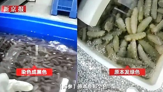 중국 일간지 신경보가 공개한 영상. 해삼(오른쪽)을 붕사로 세척하면 검게 변한다.  신경보 캡처