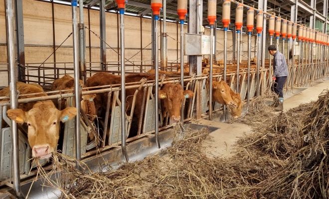 전남도가 농업정책자금 대출을 받은 지역 농업인을 대상으로 농업저정책자금 이자 차액을 지원한다. (강진 작천면 한우 사육 농가)