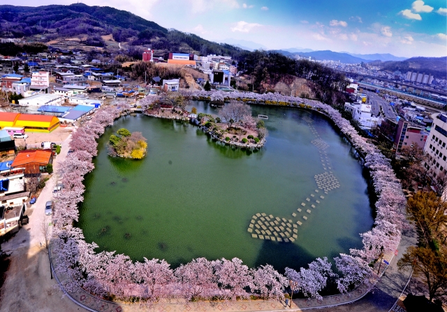 경북 김천 연화지 벚꽃이 아름다운 자태를 뽐내고 있다.