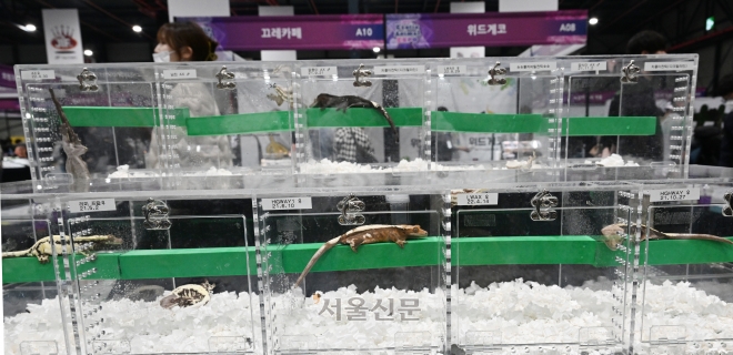 19일 휴알  서울 강남구 SETEC에서 열린 ‘2023 희귀반려동물박람회’를 찾은 관람객들이 다양한 동물을 살펴보고 있다.2023.3.19 안주영 전문기자