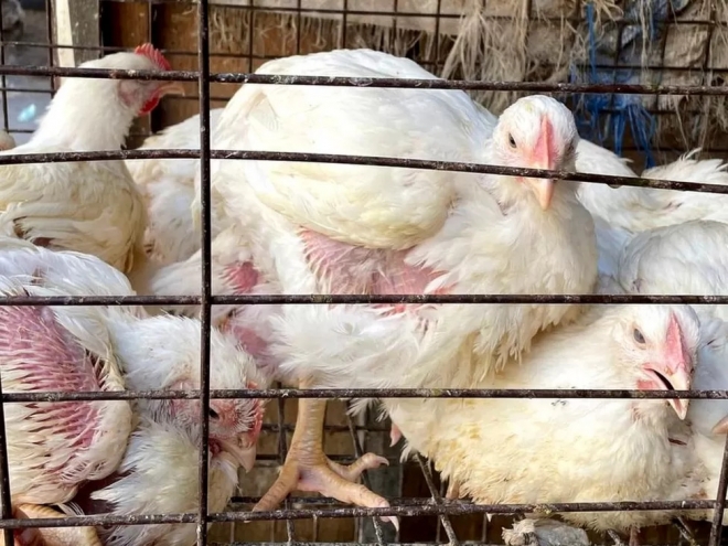 이집트 기자 시장의 닭들.  치솟는 물가 때문에 이 나라 국민들은 평소 꺼리던 닭발로라도 단백질을 보충해야 하는 상황에 내몰리고 있다. BBC 홈페이지 캡처