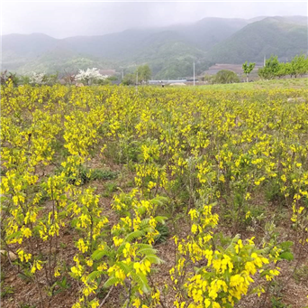 강원 양구군 야생화공원에 개느삼이 식재된 모습  한국기초과학지원연구원 제공