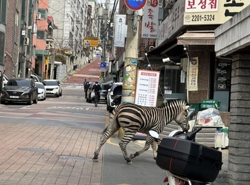 서울어린이대공원을 탈출한 얼룩말. 독자 제공 연합뉴스