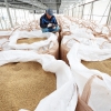 ‘남는 쌀 의무매입’ 양곡법 통과에 정부 “거부권 제안”…농민단체도 “원점 재검토”