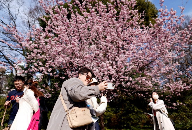 일본 도쿄에서 벚꽃이 만개한 모습. 도쿄 로이터 연합뉴스