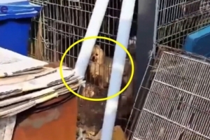 양평 주택서 개·고양이 1256마리 굶겨죽인 60대 구속기소